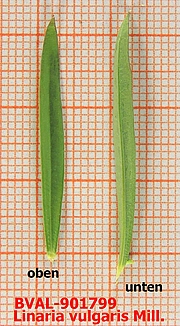 Foto der Blätter von Muster  