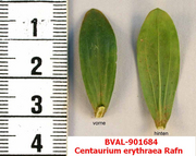 image of the leaf from sample 