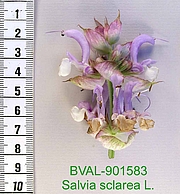 image of the flower from sample Akali