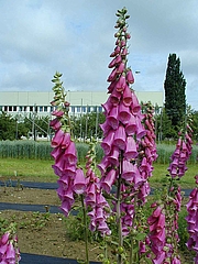 image from sample  