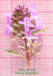 Foto der Blüte von Muster  