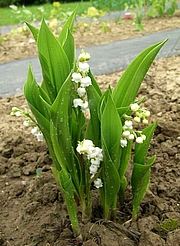 Foto von Muster  