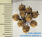 Foto der Frucht von Muster  Aleksevski 247