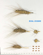 image from sample  T.aest.var.erinaceum (Desv.)Mansf.