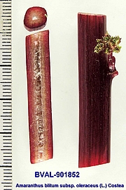 image of the haulm from sample 