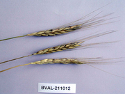 image from sample  Ispahanicum-Weizen