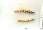 image from sample  