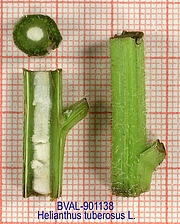 Foto der Stengel von Muster  