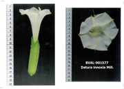 Foto der Blüte von Muster  Inoksia