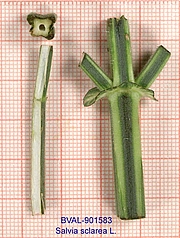 image of the haulm from sample Akali
