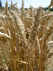 image from sample  Capnord