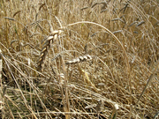 image from sample  Harvest Queen