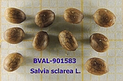 image of the seed from sample Akali