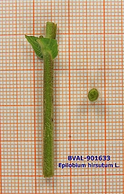 Foto der Stengel von Muster  