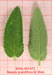 image of the leaf from sample 
