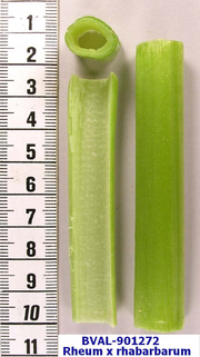 Foto der Stengel von Muster  