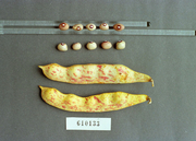 Foto von Muster  Nikolai 3