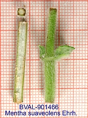 Foto der Stengel von Muster  