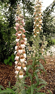 image from sample  