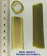 Foto der Stengel von Muster  Negus