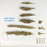 image from sample  T.aest.var.creticum (Mazzuc.)Mansf.