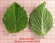 Foto der Blätter von Muster  