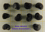 Foto der Samen von Muster  