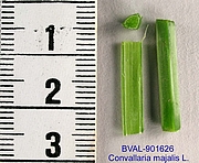 Foto der Stengel von Muster  