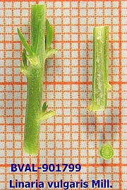 Foto der Stengel von Muster  