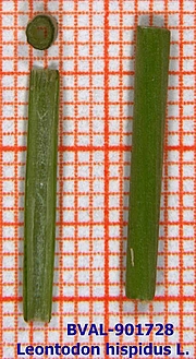 Foto der Stengel von Muster  