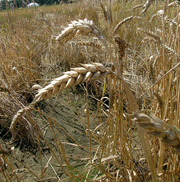image from sample  Danubius