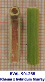 Foto der Stengel von Muster  