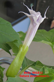 Foto der Blüte von Muster  