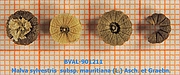 Foto der Frucht von Muster  