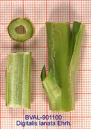 image of the haulm from sample 