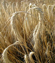 image from sample  Local