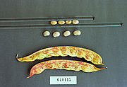 Foto von Muster  Kaiser Friedrich Bohne