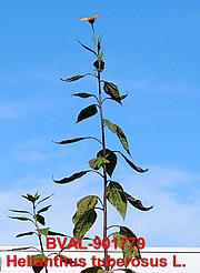 Foto von Muster  