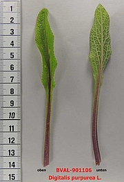 image of the leaf from sample 