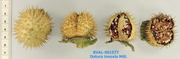 Foto der Frucht von Muster  Inoksia