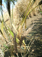 image from sample  Carthlicum-Weizen