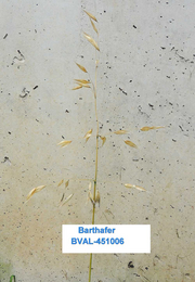 Foto von Muster  Aleppo