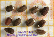 image of the seed from sample 