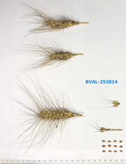 image from sample  T.aest.var.icterinum (Alef.)Mansf.