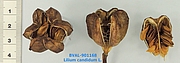 Foto der Frucht von Muster  