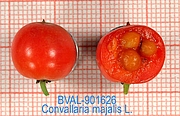 Foto der Frucht von Muster  