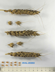 image from sample  T. aest. var. Milturocompactoides