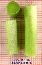 Foto der Stengel von Muster  