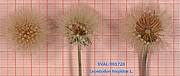 Foto der Frucht von Muster  