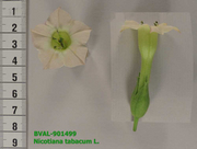 Foto der Blüte von Muster  